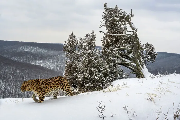 Framed Print : Amur leopard (Panthera pardus orientalis) walking past snow-covered trees on mountain slope, Land of the Leopard National Park, Russian Far East. Critically endangered. Taken with remote camera. February Framed Print : Amur leopard (Panthera pardus orientalis) walking past snow-covered trees on mountain slope, Land of the Leopard National Park, Russian Far East. Critically endangered. Taken with remote camera. February