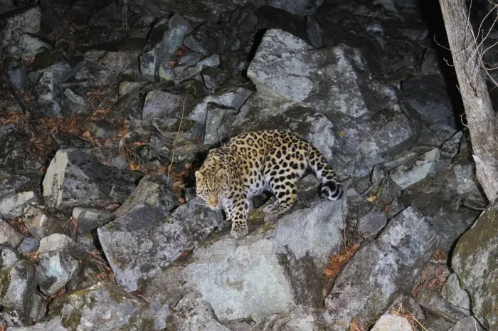 Framed Print : Amur Leopard (Panthera pardus orientalis) walking down rocky slope at night, Kedrovaya Pad reserve Framed Print : Amur Leopard (Panthera pardus orientalis) walking down rocky slope at night, Kedrovaya Pad reserve