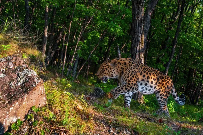 Framed Print : Amur leopard (Panthera pardus orientalis) walking up slope in forest with rock in foreground, Land of the Leopard National Park, Russian Far East. Critically endangered. Taken with remote camera. September Framed Print : Amur leopard (Panthera pardus orientalis) walking up slope in forest with rock in foreground, Land of the Leopard National Park, Russian Far East. Critically endangered. Taken with remote camera. September