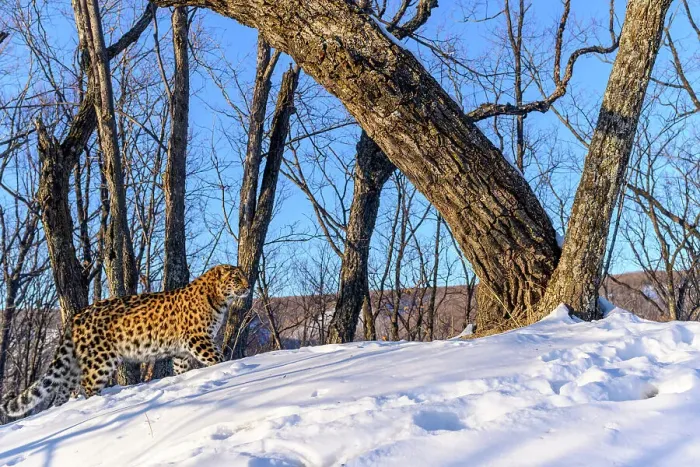 Framed Print : Amur leopard (Panthera pardus orientalis) walking through snowy forest, Land of the Leopard National Park, Russian Far East. Critically endangered. Taken with remote camera. January Framed Print : Amur leopard (Panthera pardus orientalis) walking through snowy forest, Land of the Leopard National Park, Russian Far East. Critically endangered. Taken with remote camera. January