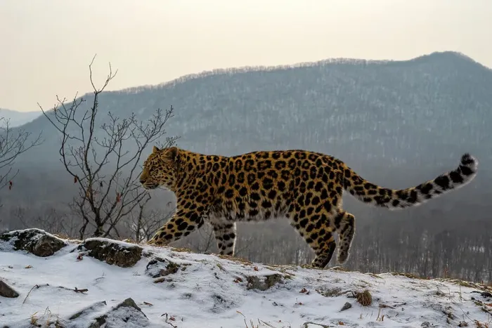 Framed Print : Amur leopard (Panthera pardus orientalis) walking across snowy mountain slope, Land of the Leopard National Park, Russian Far East. Critically endangered. Taken with remote camera. December Framed Print : Amur leopard (Panthera pardus orientalis) walking across snowy mountain slope, Land of the Leopard National Park, Russian Far East. Critically endangered. Taken with remote camera. December