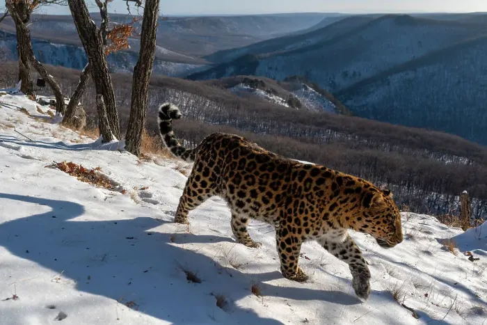 Framed Print : Amur leopard (Panthera pardus orientalis) walking across snowy mountain slope with forested mountain behind, Land of the Leopard National Park, Russian Far East. Critically endangered. Taken with remote camera. December Framed Print : Amur leopard (Panthera pardus orientalis) walking across snowy mountain slope with forested mountain behind, Land of the Leopard National Park, Russian Far East. Critically endangered. Taken with remote camera. December