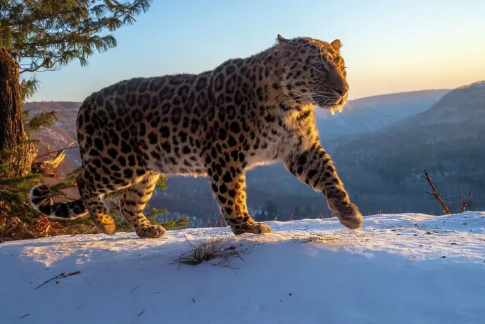 Framed Print : Amur leopard (Panthera pardus orientalis) walking on snowy mountain slope with mountains behind at dawn, Land of the Leopard National Park, Russian Far East. Critically endangered. Taken with remote camera. January Framed Print : Amur leopard (Panthera pardus orientalis) walking on snowy mountain slope with mountains behind at dawn, Land of the Leopard National Park, Russian Far East. Critically endangered. Taken with remote camera. January