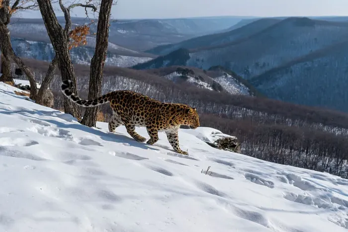 Framed Print : Amur leopard (Panthera pardus orientalis) walking down snowy mountain slope overlooking forested valley, Land of the Leopard National Park, Russian Far East. Critically endangered. Taken with remote camera. January Framed Print : Amur leopard (Panthera pardus orientalis) walking down snowy mountain slope overlooking forested valley, Land of the Leopard National Park, Russian Far East. Critically endangered. Taken with remote camera. January