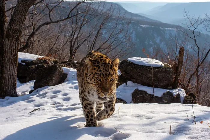 Framed Print : Amur leopard (Panthera pardus orientalis) walking up snowy mountain slope with rocks behind, Land of the Leopard National Park, Russian Far East. Critically endangered. Taken with remote camera. March Framed Print : Amur leopard (Panthera pardus orientalis) walking up snowy mountain slope with rocks behind, Land of the Leopard National Park, Russian Far East. Critically endangered. Taken with remote camera. March