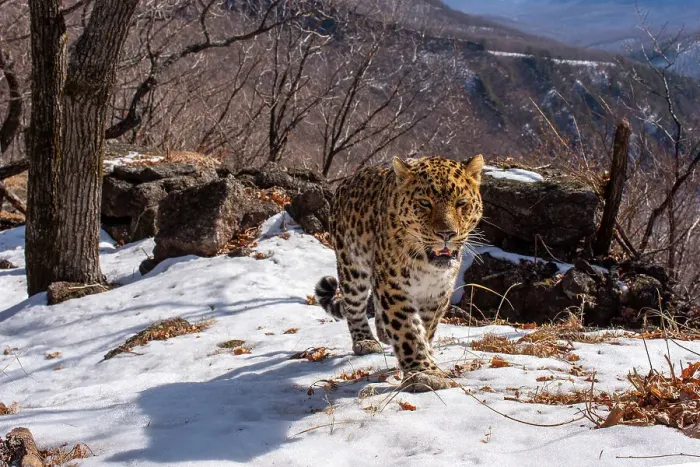 Framed Print : Amur leopard (Panthera pardus orientalis) walking up snowy mountain slope with rocks behind, Land of the Leopard National Park, Russian Far East. Critically endangered. Taken with remote camera. March Framed Print : Amur leopard (Panthera pardus orientalis) walking up snowy mountain slope with rocks behind, Land of the Leopard National Park, Russian Far East. Critically endangered. Taken with remote camera. March