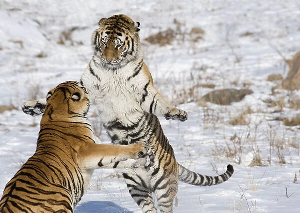 Amur  /  Siberian tiger (Panthera tigris altaica), two sparring in snow. Captive in tiger park