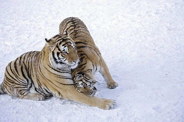 Amur  /  Siberian tiger (Panthera tigris altaica) pair nuzzling, in snow. Captive in tiger park