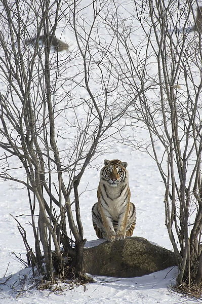 Amur  /  Siberian tiger (Panthera tigris altaica) sitting on rock between trees in winter