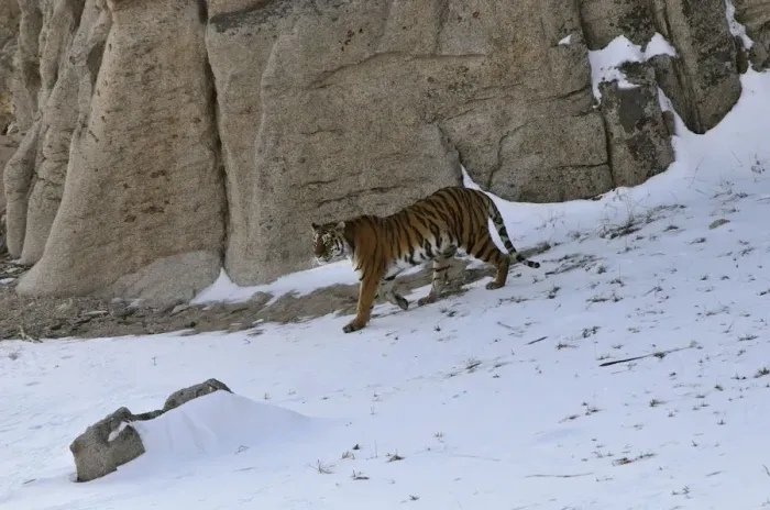 Framed Print : Amur / Siberian Tiger (Panthera tigris altaica) female in the wild, walking down a hillside Framed Print : Amur / Siberian Tiger (Panthera tigris altaica) female in the wild, walking down a hillside