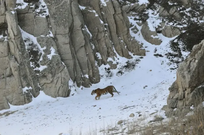 Framed Print : Amur / Siberian Tiger (Panthera tigris altaica) female in the wild, walking down a hillside Framed Print : Amur / Siberian Tiger (Panthera tigris altaica) female in the wild, walking down a hillside