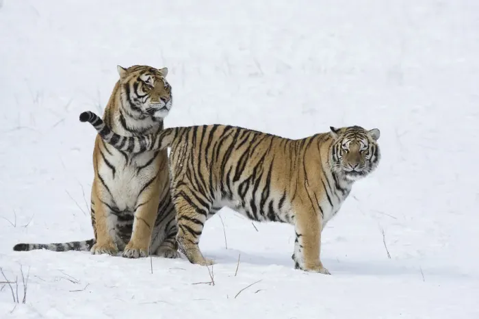 Framed Print : Amur  /  Siberian tiger (Panthera tigris altaica) pair in courtship, in snow. Captive in tiger park