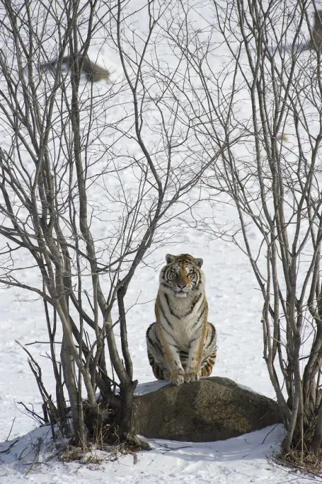 Framed Print : Amur / Siberian tiger (Panthera tigris altaica) sitting on rock between trees in winter Framed Print : Amur / Siberian tiger (Panthera tigris altaica) sitting on rock between trees in winter