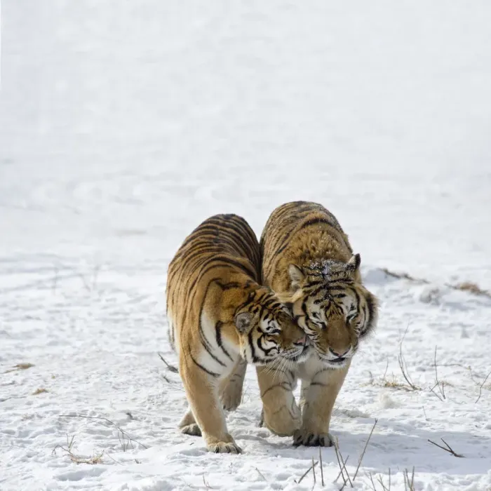 Framed Print : Amur / Siberian tigers (Panthera tigris altaica) pair nuzzling each other in snow Framed Print : Amur / Siberian tigers (Panthera tigris altaica) pair nuzzling each other in snow