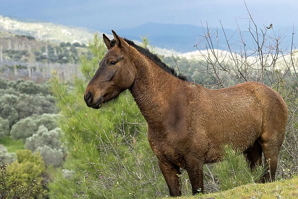 Anadolu stallion standing alert, portrait, Sirince mountains, Turkey