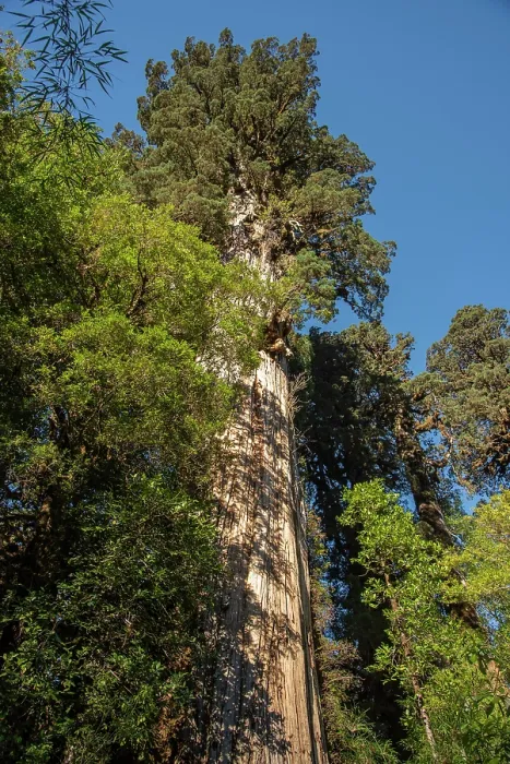 Framed Print : Ancient Alerce tree (Fitzroya cupressoides), Pumalin National Park, Patagonia, Chile Framed Print : Ancient Alerce tree (Fitzroya cupressoides), Pumalin National Park, Patagonia, Chile