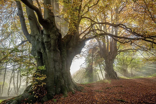 Ancient Beech trees (Fagus sylvatica), Lineover Wood, Gloucestershire UK. The second largest Beech tree in England in the foreground. November 2015