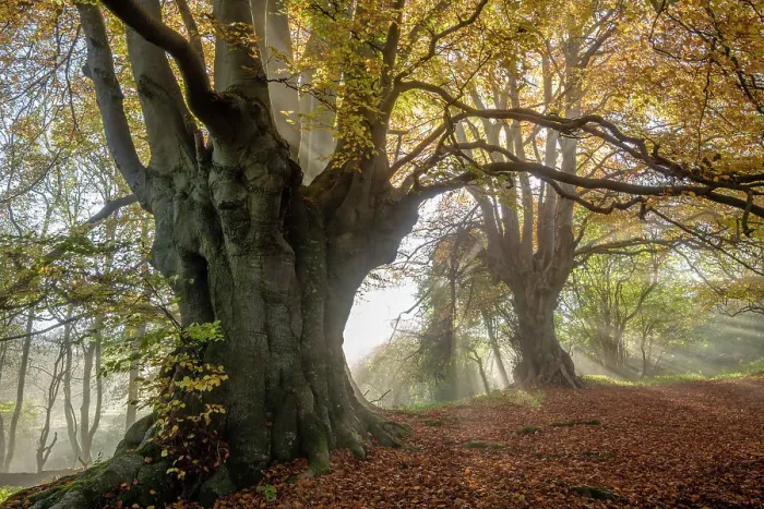 Framed Print : Ancient Beech trees (Fagus sylvatica), Lineover Wood, Gloucestershire UK. The second largest Beech tree in England in the foreground. November 2015 Framed Print : Ancient Beech trees (Fagus sylvatica), Lineover Wood, Gloucestershire UK. The second largest Beech tree in England in the foreground. November 2015