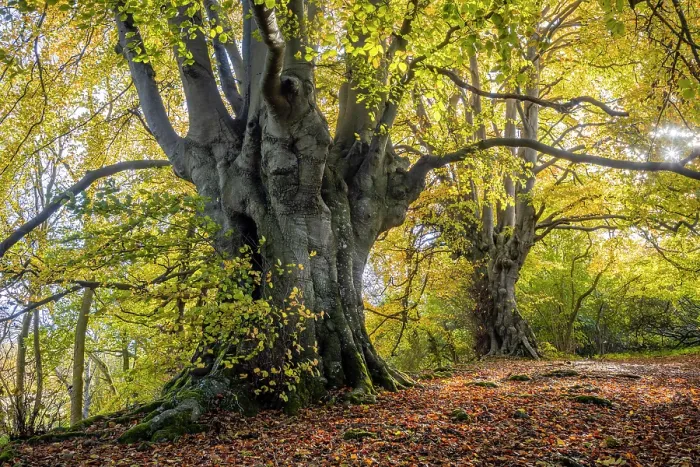 Framed Print : Ancient Beech trees (Fagus sylvatica) in autumn, seasonal study, Lineover Wood, Gloucestershire, UK. November. The second largest Beech tree in England Framed Print : Ancient Beech trees (Fagus sylvatica) in autumn, seasonal study, Lineover Wood, Gloucestershire, UK. November. The second largest Beech tree in England