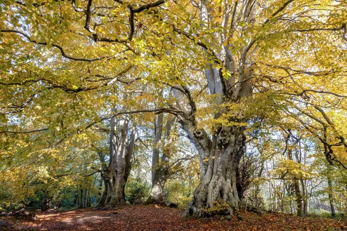 Framed Print : Ancient Beech trees (Fagus sylvatica) in autumn, seasonal study, Lineover Wood, Gloucestershire, UK. November. The second largest Beech tree in England Framed Print : Ancient Beech trees (Fagus sylvatica) in autumn, seasonal study, Lineover Wood, Gloucestershire, UK. November. The second largest Beech tree in England