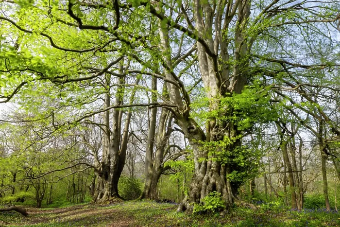 Framed Print : Ancient Beech trees (Fagus sylvatica) in spring, seasonal study, Lineover Wood, Gloucestershire, UK. November. The second largest Beech tree in England Framed Print : Ancient Beech trees (Fagus sylvatica) in spring, seasonal study, Lineover Wood, Gloucestershire, UK. November. The second largest Beech tree in England