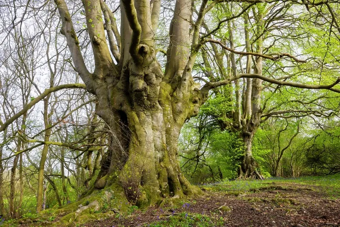 Framed Print : Ancient Beech trees (Fagus sylvatica) in spring, seasonal study, Lineover Wood, Gloucestershire, UK. November. The second largest Beech tree in England Framed Print : Ancient Beech trees (Fagus sylvatica) in spring, seasonal study, Lineover Wood, Gloucestershire, UK. November. The second largest Beech tree in England