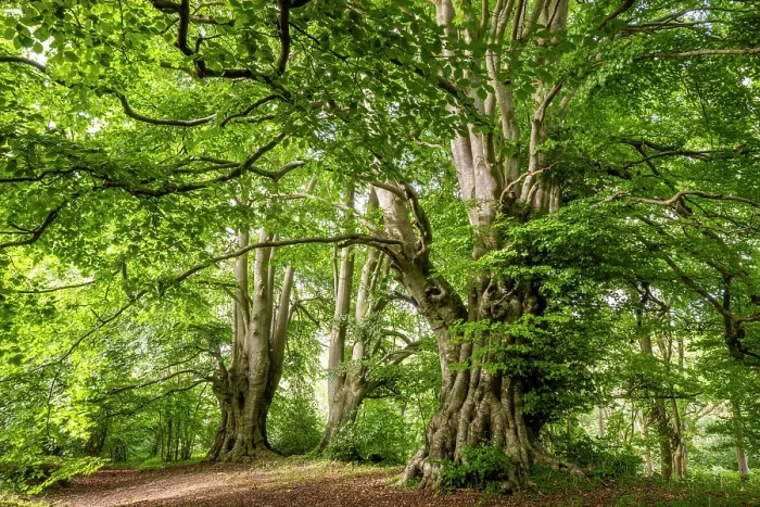 Framed Print : Ancient Beech trees (Fagus sylvatica) in summer, seasonal study, Lineover Wood, Gloucestershire, UK. November. The second largest Beech tree in England Framed Print : Ancient Beech trees (Fagus sylvatica) in summer, seasonal study, Lineover Wood, Gloucestershire, UK. November. The second largest Beech tree in England