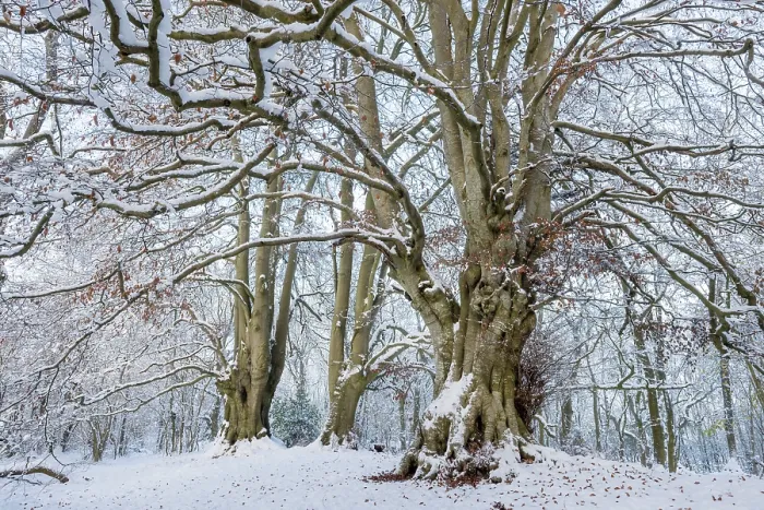 Framed Print : Ancient Beech trees (Fagus sylvatica) in winter, seasonal study, Lineover Wood, Gloucestershire, UK. November. The second largest Beech tree in England