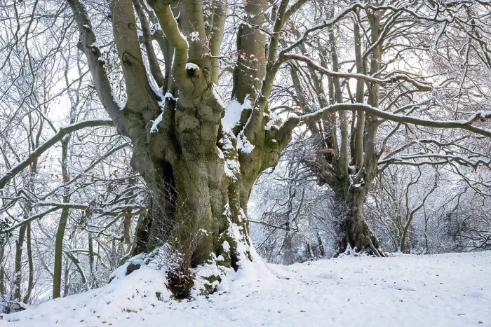 Framed Print : Ancient Beech trees (Fagus sylvatica) in winter, seasonal study, Lineover Wood, Gloucestershire, UK. November. The second largest Beech tree in England