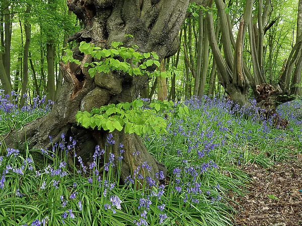 Ancient Common hornbeam trees (Carpinus betulus) pollarded, with Common bluebell (Hyacinthoides non-scripta) flowering in undergrowth. Hertfordshire, England, UK. May