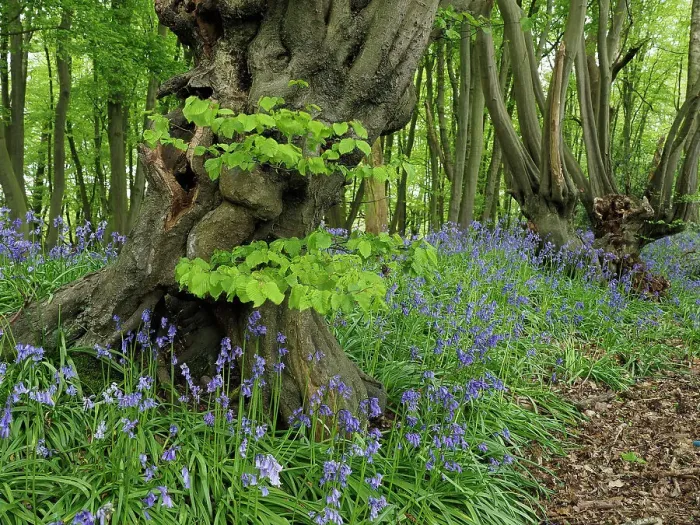 Framed Print : Ancient Common hornbeam trees (Carpinus betulus) pollarded, with Common bluebell (Hyacinthoides non-scripta) flowering in undergrowth. Hertfordshire, England, UK. May Framed Print : Ancient Common hornbeam trees (Carpinus betulus) pollarded, with Common bluebell (Hyacinthoides non-scripta) flowering in undergrowth. Hertfordshire, England, UK. May