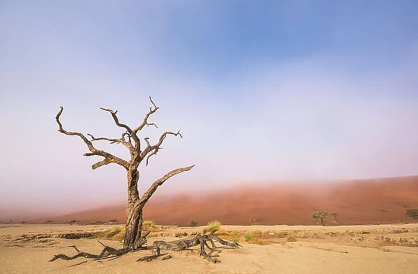 Ancient dead Camelthorn tree (Vachellia erioloba) trees with red dunes, Namib desert, Deadvlei, Sossusvlei, Namibia. August 2015