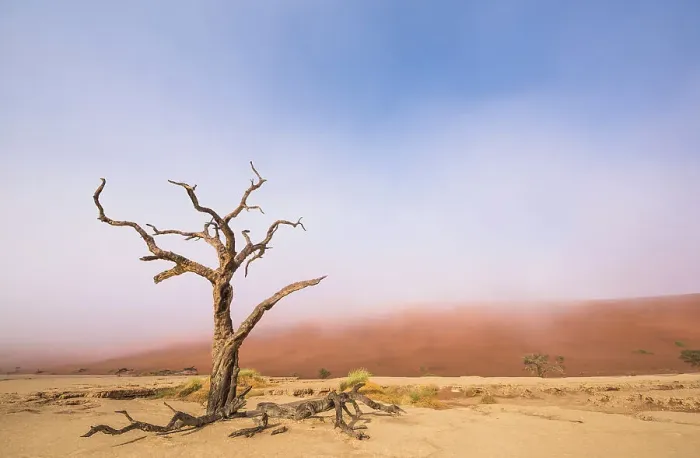 Framed Print : Ancient dead Camelthorn tree (Vachellia erioloba) trees with red dunes, Namib desert, Deadvlei, Sossusvlei, Namibia. August 2015 Framed Print : Ancient dead Camelthorn tree (Vachellia erioloba) trees with red dunes, Namib desert, Deadvlei, Sossusvlei, Namibia. August 2015