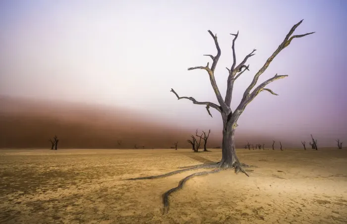 Framed Print : Ancient dead Camelthorn tree (Vachellia erioloba) trees with red dunes and mist, Namib desert