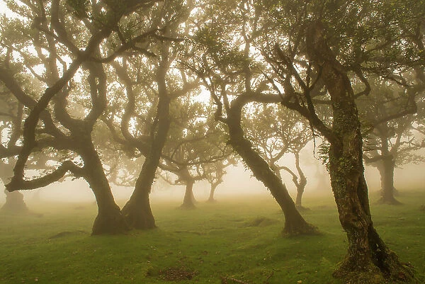Ancient Laurel forest  /  Laurisilva UNESCO World Heritage Site, Maderia
