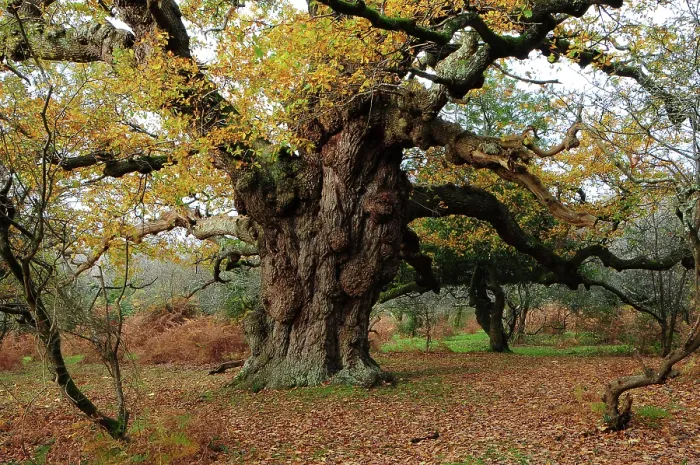 Framed Print : Ancient Oak (Quercus robur) tree (The Maiden Oak) in autumn, New Forest, Hampshire, England, UK. November Framed Print : Ancient Oak (Quercus robur) tree (The Maiden Oak) in autumn, New Forest, Hampshire, England, UK. November