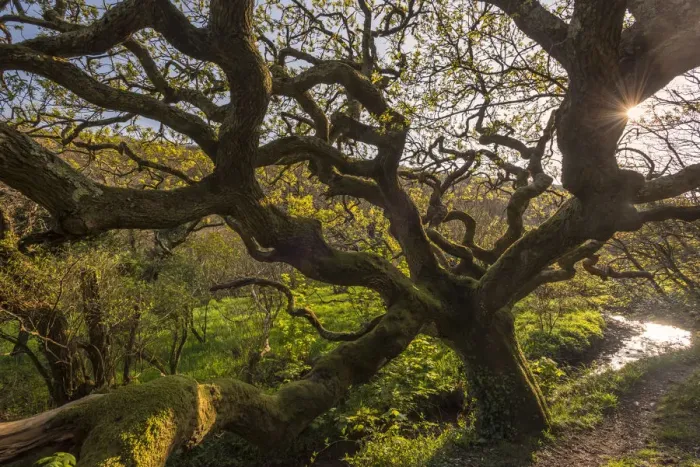 Framed Print : Ancient oak tree (Quercus robur), Marsland Mouth, Devon Wildlife Trust, Devon, UK