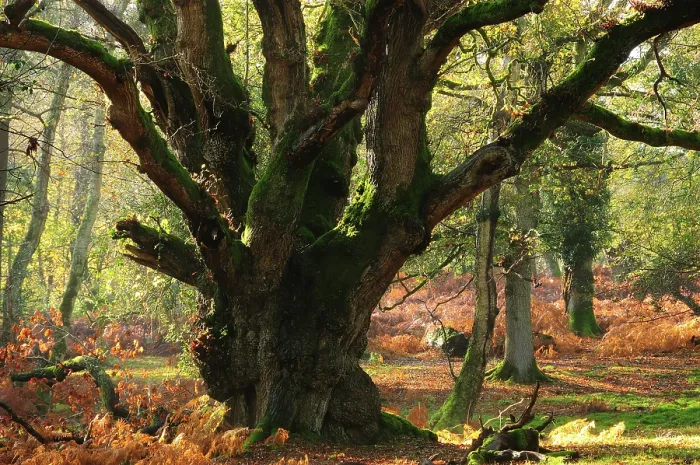 Framed Print : Ancient Oak tree (Quercus robur) in forest, South Oakley enclosure, New Forest National Park, Hampshire, UK, November Framed Print : Ancient Oak tree (Quercus robur) in forest, South Oakley enclosure, New Forest National Park, Hampshire, UK, November