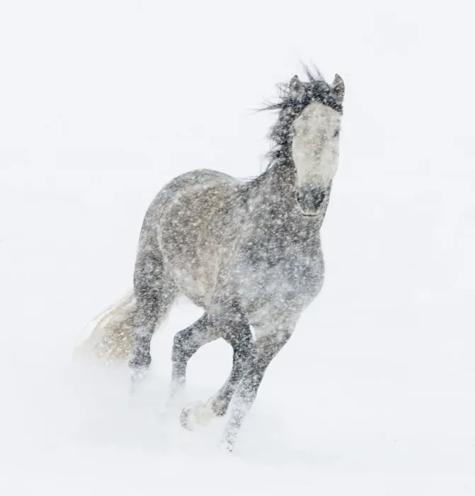 Framed Print : Andalusian mare running in snow storm, Colorado, USA Framed Print : Andalusian mare running in snow storm, Colorado, USA