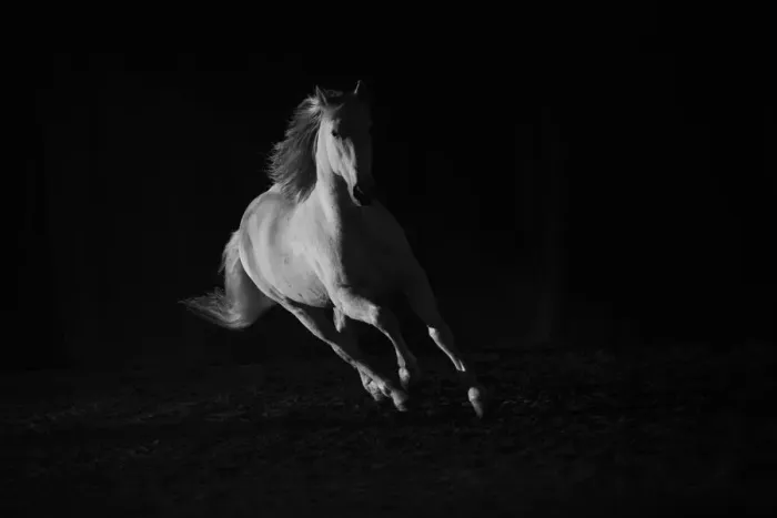Framed Print : Andalusian stallion running in dark arena. Quebec, Canada Framed Print : Andalusian stallion running in dark arena. Quebec, Canada