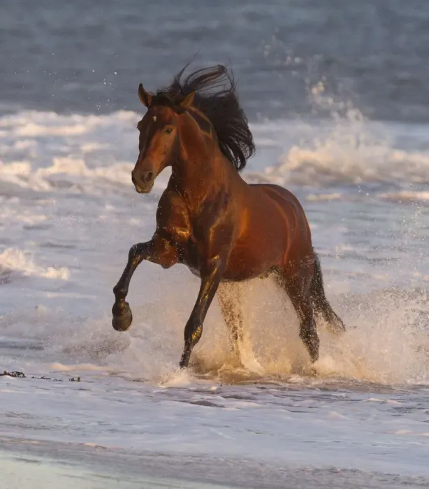Framed Print : Andalusian stallion running out of the sea on beach, Ojai, California, USA Framed Print : Andalusian stallion running out of the sea on beach, Ojai, California, USA