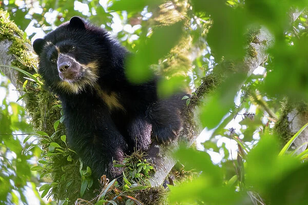 Andean bear  /  Spectacled bear (Tremarctos ornatus) looking down from a branch in the cloudforest, Maquipucuna, Pichincha, Ecuador