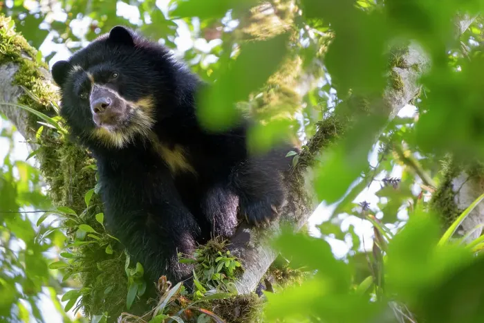 Framed Print : Andean bear / Spectacled bear (Tremarctos ornatus) looking down from a branch in the cloudforest, Maquipucuna, Pichincha, Ecuador Framed Print : Andean bear / Spectacled bear (Tremarctos ornatus) looking down from a branch in the cloudforest, Maquipucuna, Pichincha, Ecuador