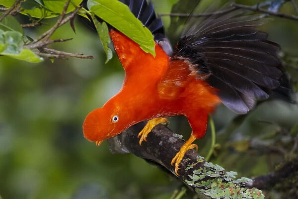 Andean Cock-of-the-rock male {Rupicola peruvianus} at lek in cloud forest canopy