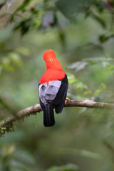 Andean cock-of-the-rock (Rupicola peruvianus), male at a lek in mid-altitude montane rainforest