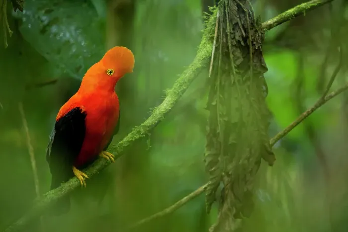 Framed Print : Andean cock-of-the-rock (Rupicola peruvianus) perched on branch in rainforest, Sumaco National Park, Napo, Ecuador