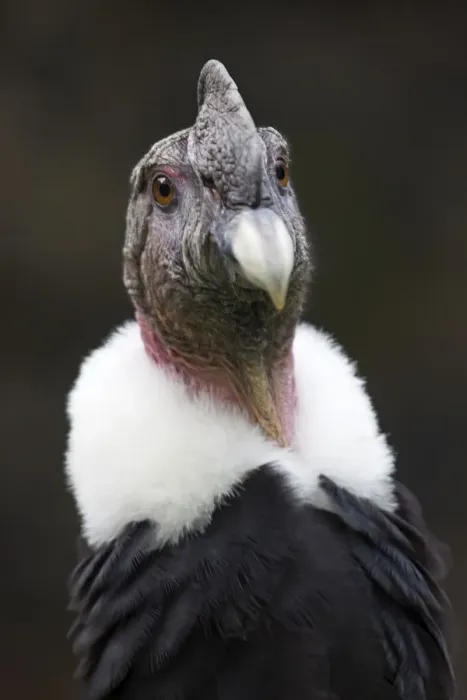 Framed Print : Andean condor (Vultur gryphus), IUCN Near Threatened, captive Framed Print : Andean condor (Vultur gryphus), IUCN Near Threatened, captive
