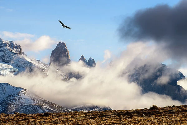 Andean condor (Vultur gryphus) soaring above the Three Towers granite rock formation shrouded in cloud, Torres del Paine National Park  /  Estancia Laguna Armarga, Patagonia, Chile