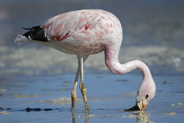 Andean flamingo (Phoenicoparrus andinus) feeding on shore Laguna Hedionda, Altiplano