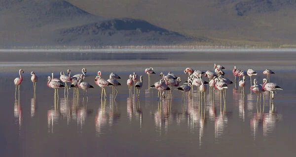 Andean flamingo (Phoenicoparrus andinus) flock standing in water, Laguna Colorado